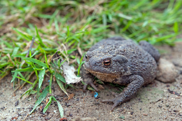 frog