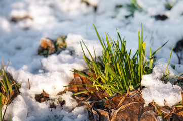 grass in snow