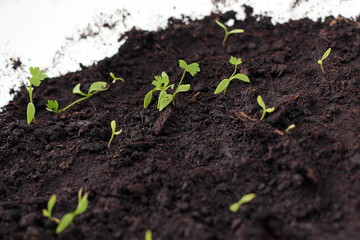 Young seedling growing in pot on windowsill