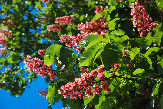 Red chestnut tree