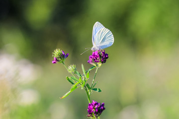 Butterfly on a wild flower of a red clover.