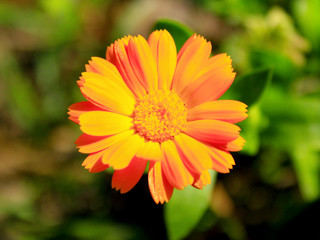 beautiful flower of yellow calendula