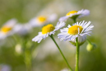 View close up of the wild flower of a white daisy  with natural background.