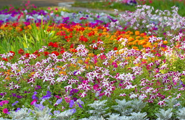 Blossoming flowers in flowerbed