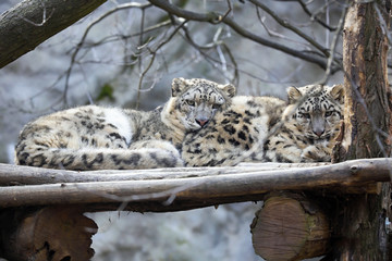 Fototapeta premium female with young snow leopard, Uncia uncia