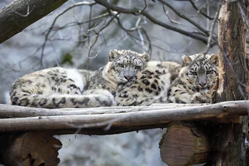 Foto op Plexiglas female with young snow leopard, Uncia uncia © vladislav333222