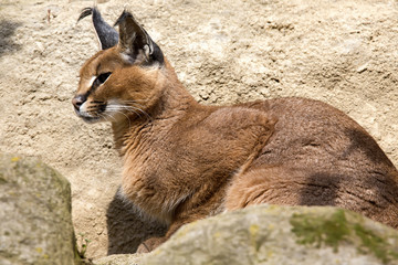 Portrait desert cats Caracal, Caracal caracal