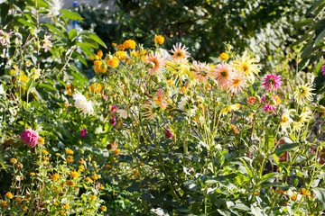 Floral postcard for your design