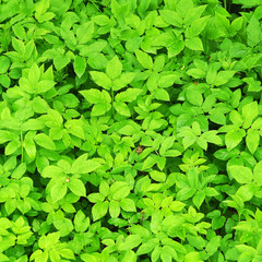 Spring grass ground-elder, uses as food and medicine