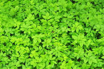 Spring grass ground-elder, uses as food and medicine