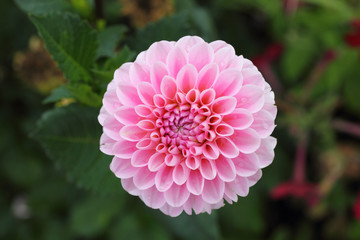 Dahlia  (Dahlia)