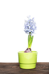 hyacinth