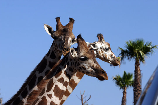 giraffes at the zoo park