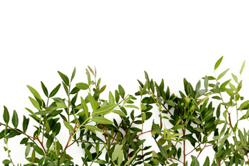 Green leafs isolated on a white background