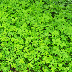 Obraz premium Spring grass ground-elder, uses as food and medicine