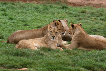 Fototapeta na wymiar pride of lions and lionesses at the park zoo