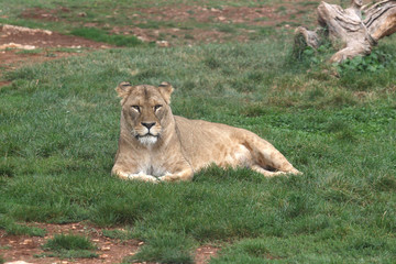 a lion at the park zoo