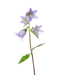 Light violet Bellflowers isolated on white. Nettle-leaved bellflower - obrazy, fototapety, plakaty