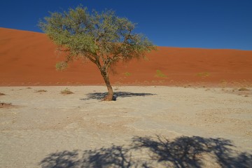 Kameldornbaum (vachellia erioloba) im Dead Vlei (Namib-Naukluft-Park)