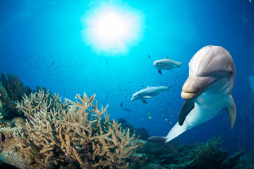 dolphin underwater on blue ocean background