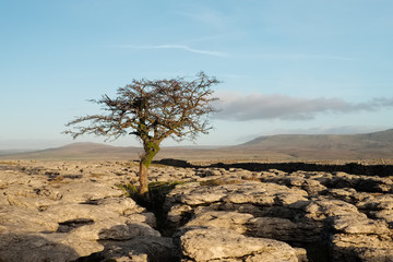 Fototapeta na wymiar Lone tree in North Yorkshire, England
