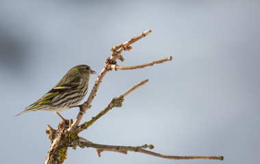 Tarin des aulnes femelle