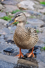 Female mallard portrait, portrait of a duck © zanna_