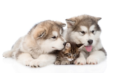two alaskan malamute dogs and maine coon cat together. isolated