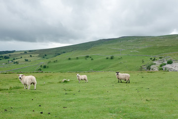 Fototapeta premium North Yorkshire with green grass, clouds and three sheep