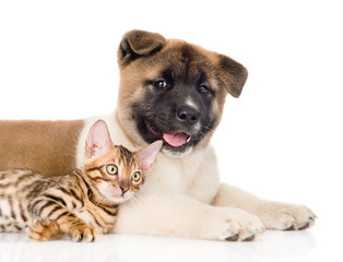 Closeup Akita inu puppy dog with small bengal cat lying together