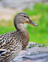 Female mallard portrait, portrait of a duck © zanna_