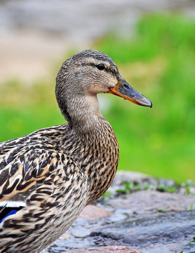Female mallard portrait, portrait of a duck