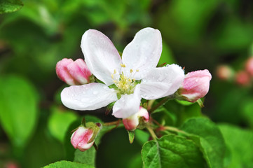 Fototapeta na wymiar apple blossoms drop