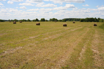 Obraz premium Rolls of hay