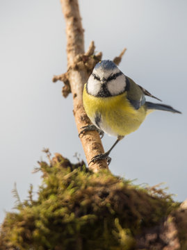 M&eacute;sange bleue