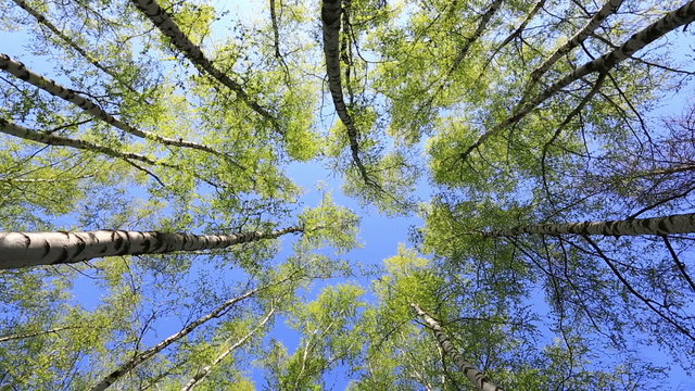 Summer forest with green birch tops in blue sky