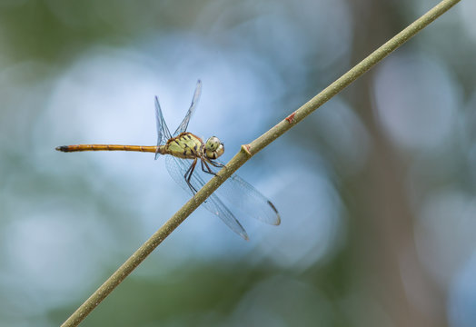 Dragonfly on twig with beautiful bokeh background
