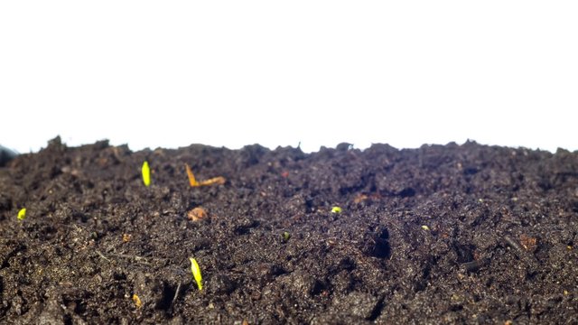  Pea sprouts grow, tilt time-lapse