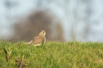 Kestrel perched in grass