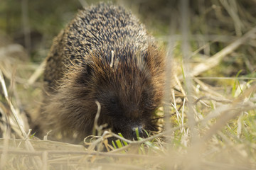 Hedgehog in search for food