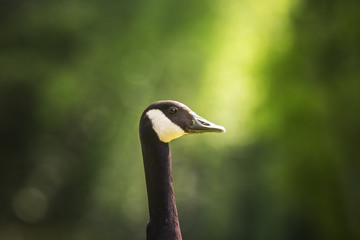 Canada goose. (Branta canadensis) portrait