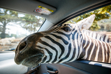 Zebra put his head in car and waiting food from tourist