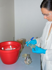 Female scientist examines petri dish