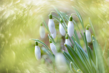 Schneegl&ouml;ckchen
