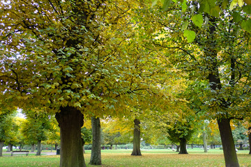 Naklejka premium Autumn in the park..