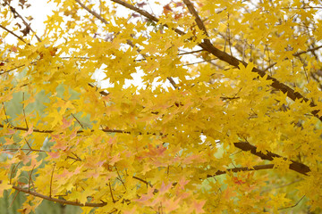 Rich and colorful autumn leaves in a beautiful park
