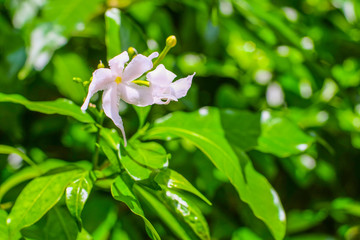 White flower in front of green background..