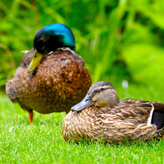 domestic duck on a background of green plants