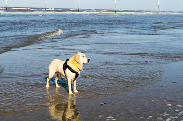 Labrador am Nordseestrand