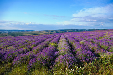 Obraz na płótnie Canvas Meadow of lavender